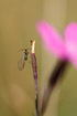 Photo ofMaiden Pink (Dianthus deltoides). Photographer: 