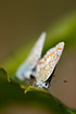 Foto af Almindelig Blfugl (Polyommatus icarus). Fotograf: 