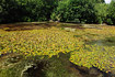 Pond covered by broad-leaved pondweed.
