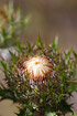 Flower of a Carline Thistle before it opens.