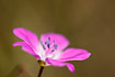Foto af Blodrd Storkenb (Geranium sanguineum). Fotograf: 