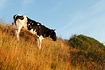 Cow on a grassland slope.