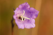Flower of a peach-leaved bellflower with a pollinator.