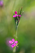 Flowering deptford pink