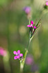 Foto af Kost-Nellike (Dianthus armeria). Fotograf: 