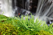 Maidenhair spleenwort growing in a moist environment near a small waterfall.