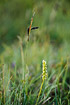Musk orchid and glaucous sedge (Carex flacca).