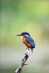 A female kingfisher can be recognised by its red lower beak.