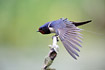 Barn swallow stretching its wing feathers.