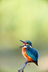 Yawning kingfisher