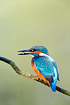 Kingfisher with a small fish in its beak.