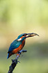 Kingfisher with a three-spined stickleback before swallowing it.