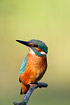 Kingfisher - male.