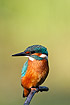 Kingfisher - male.