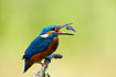 Kingfisher turning a three-spined stickleback before swallowing it.