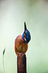 A kingfisher resting on a bull-rush