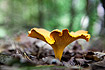 A large individual of a yellow chanterelle