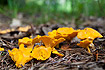 Chanterelles on the forest floor.