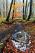Forest stream in autumn.