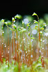 Moss with raindrops.