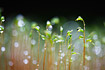 Moss with raindrops.