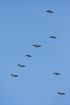 Spring migrating barnacle geese