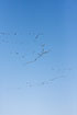Spring migrating barnacle geese