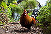 Rooster (domestic animal)