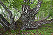 Photo ofSilver Birch (Betula pendula). Photographer: 