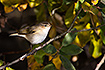 Chiffchaff resting in a willow bush.