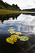 Photo ofLeast Water-lily (Nuphar pumila). Photographer: 