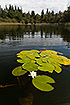 Leaves and flower of a White Water-lily
