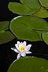 Flower and leaves of a White Water-lily