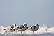 Herring gulls on a beach