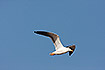 Flightimage of an adult Lesser Black-backed Gull (ssp. fuscus)