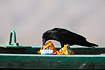 Fan-tailed Raven eating garbage