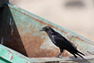 Fan-tailed raven resting on the edge of a container
