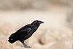 Photo ofFan-tailed Raven (Corvus rhipidurus). Photographer: 