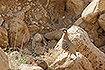 Sand partridge - male