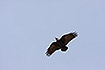 Fan-tailed raven with its characteristic flight silhouette