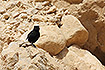 Adult white-crowned black wheatear