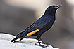 Tristams Starling