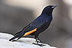 Tristams Starling