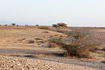 Desert landscape with acacia trees