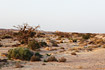 Wadi in Sheizaf Nature Reserve