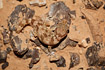The gecko species Stenodactylus sthenodactylus