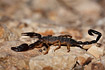 Photo ofJericho Scorpion (Nebo hierichonticus). Photographer: 