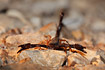 The scorpion species Nebo hierichonticus