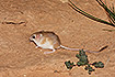 Lesser egyptian jerbil