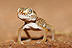 Dune sand gecko